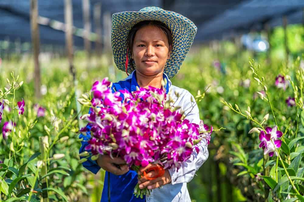 A Thai gardener posing with her collected orchids ready for international shipping