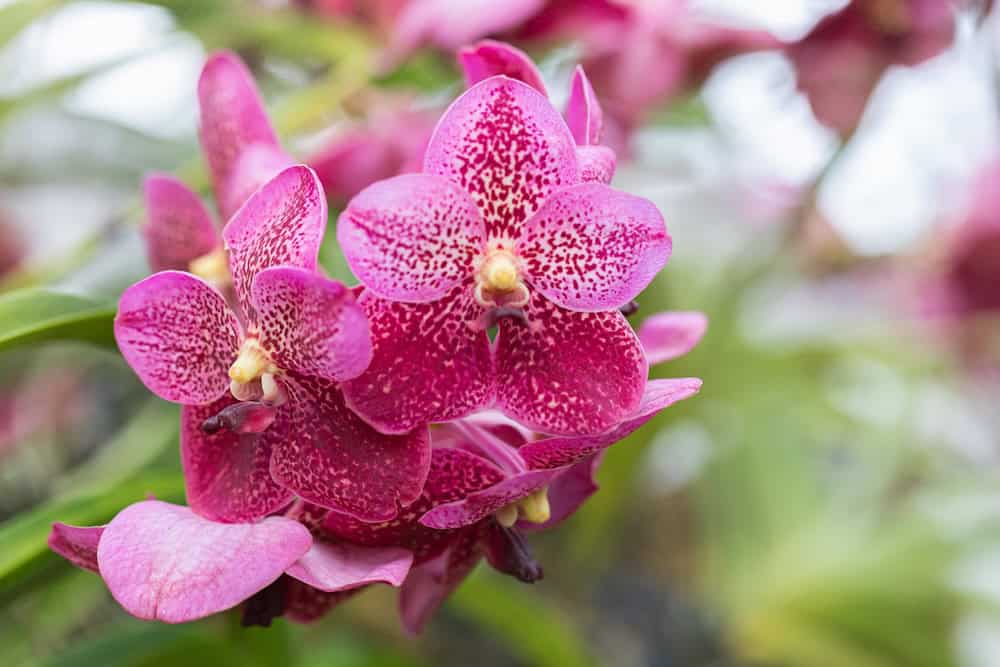 Colorful pink Vanda orchids from Thailand