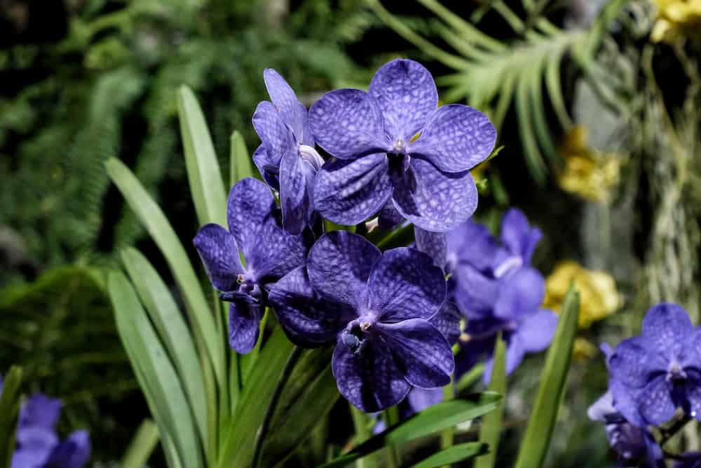 Close-up of vibrant Vanda orchids from a Thailand wholesale Vanda orchid far