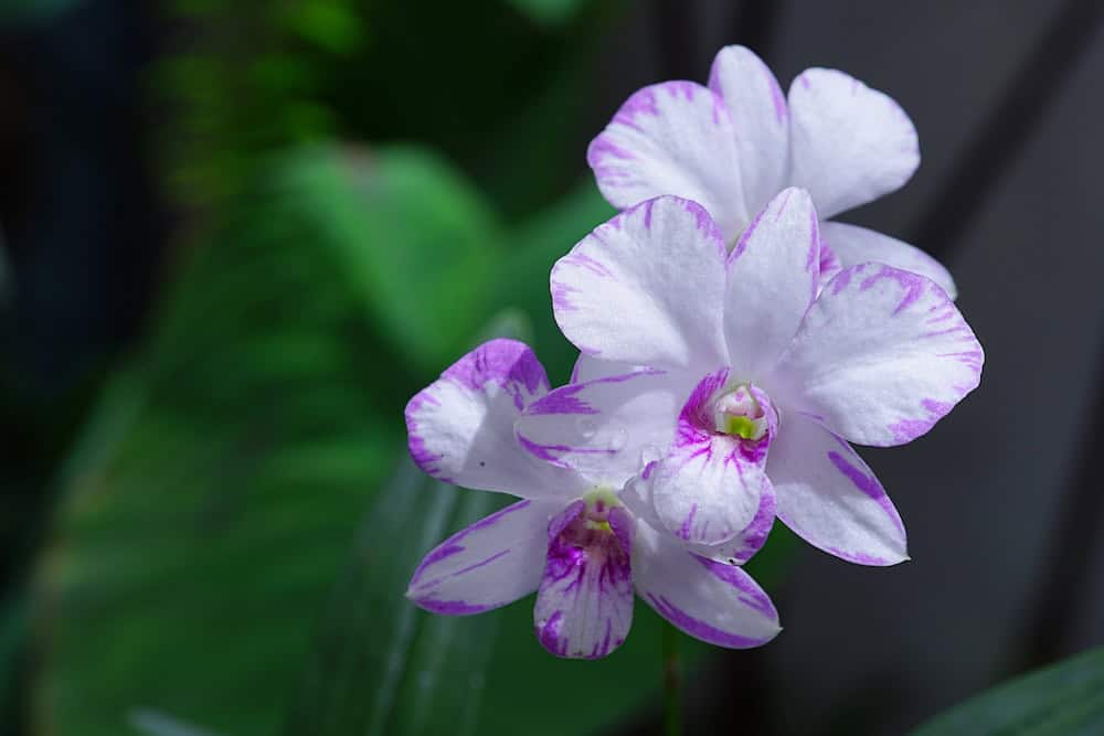 Dendrobium orchid blooms grown at a Thai export nursery