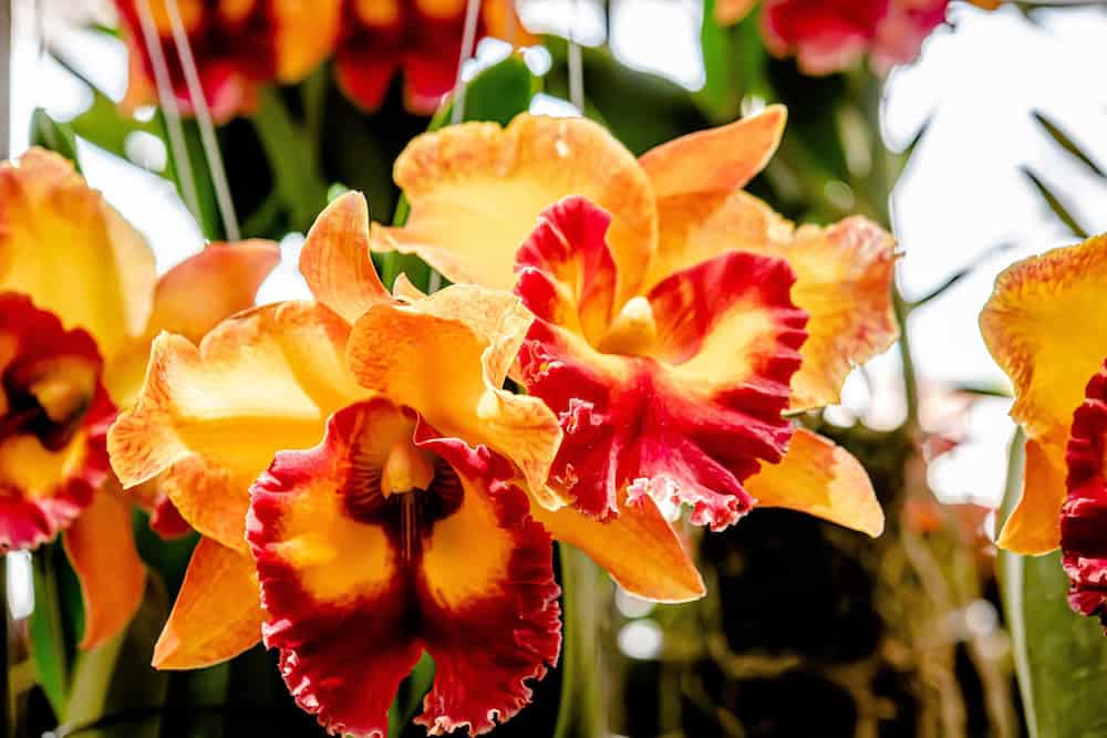 Blooming Cattleya orchids from Thailand ready for bulk export