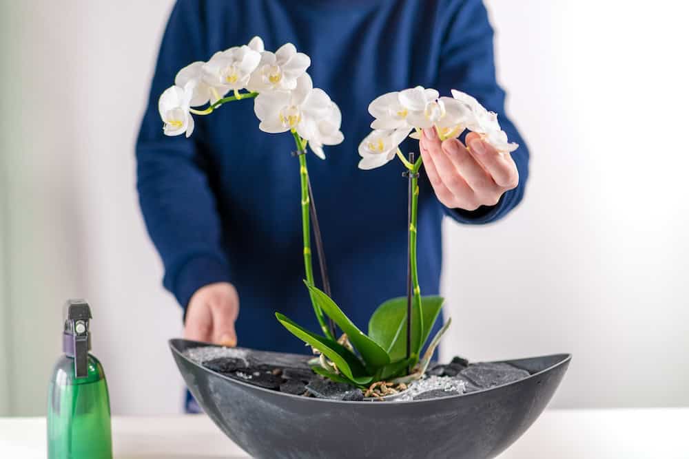 Watering orchid correctly to encourage reblooming at home