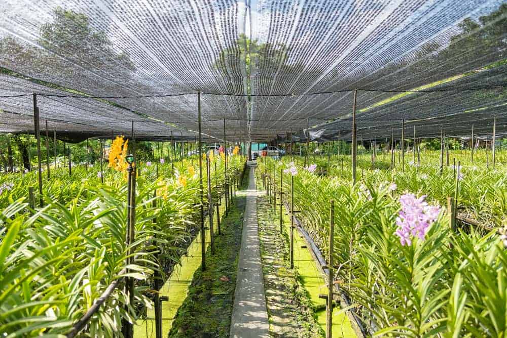 A Cattleya orchid Thailand supplier growing many varieties of Cattleya orchids.