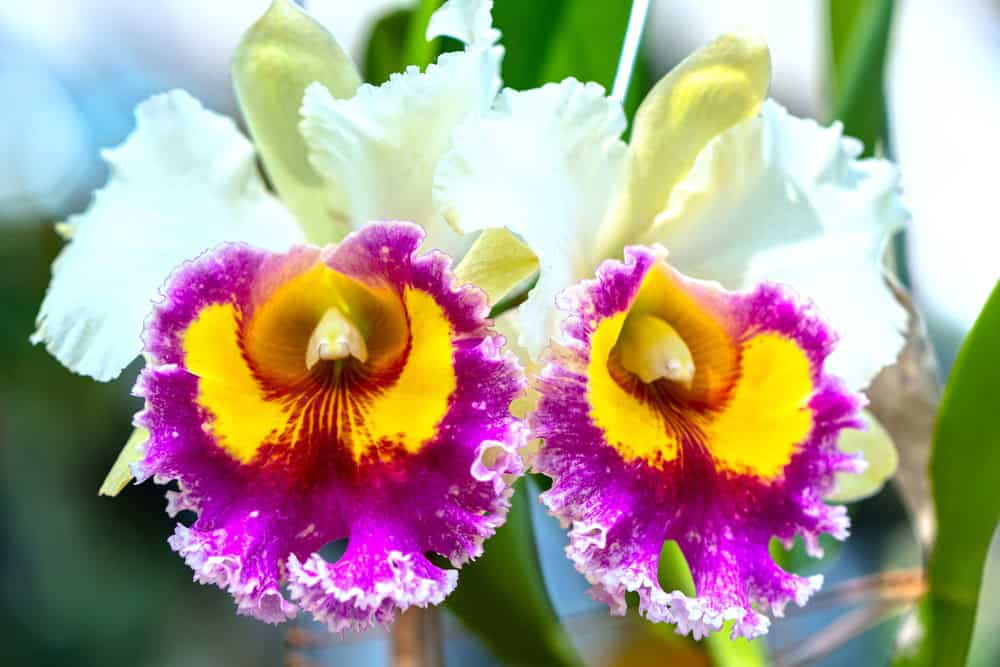 A blooming Cattleya orchid after receiving good care