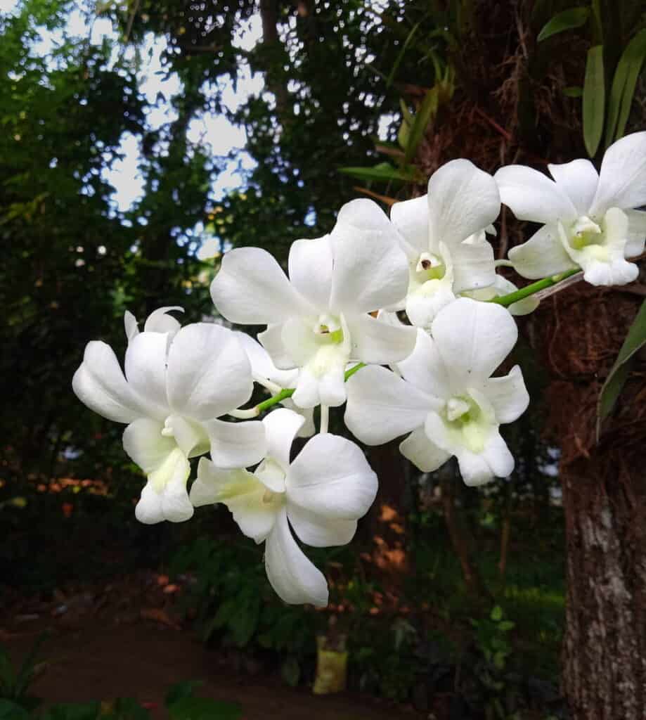 A bundle of freshly cut white Dendrobium orchid stems prepared for wholesale packing