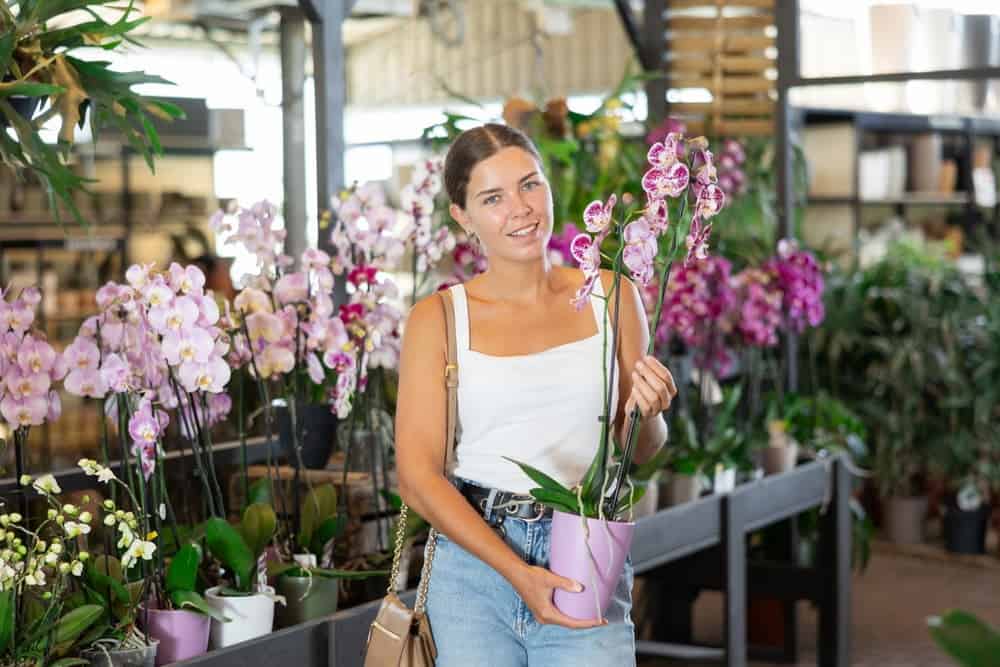Buyer reviewing tissue-cultured orchid inventory at a wholesale farm