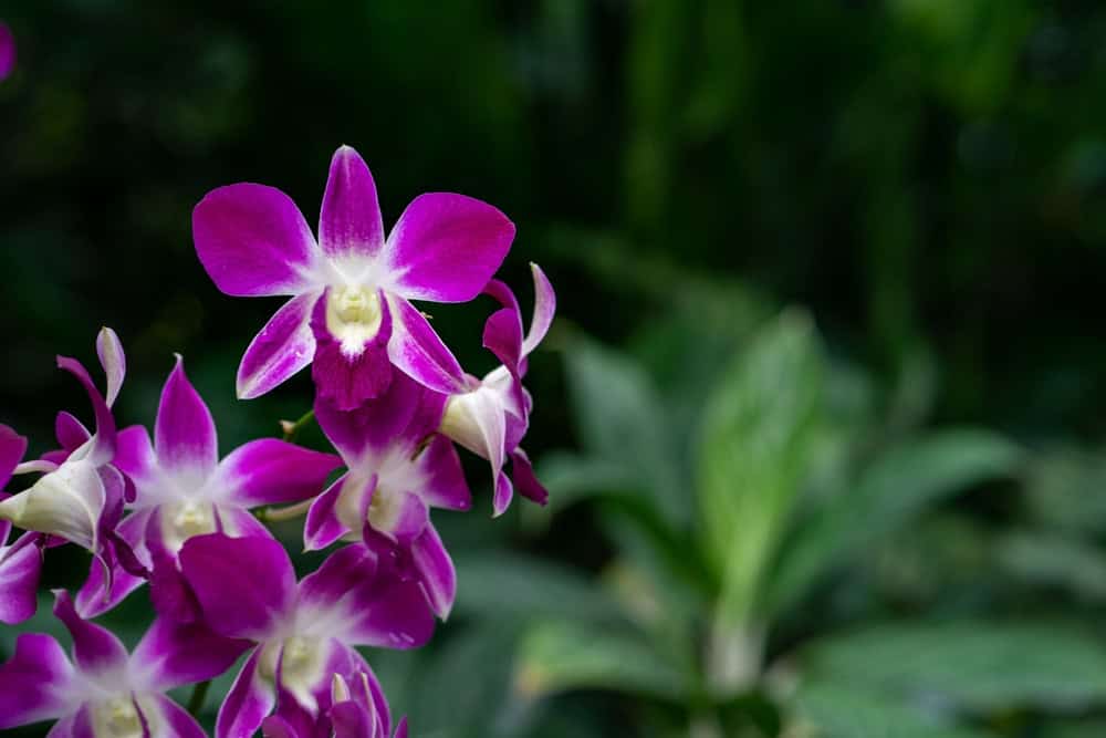Purple Dendrobium orchid blooms produced via orchid tissue culture