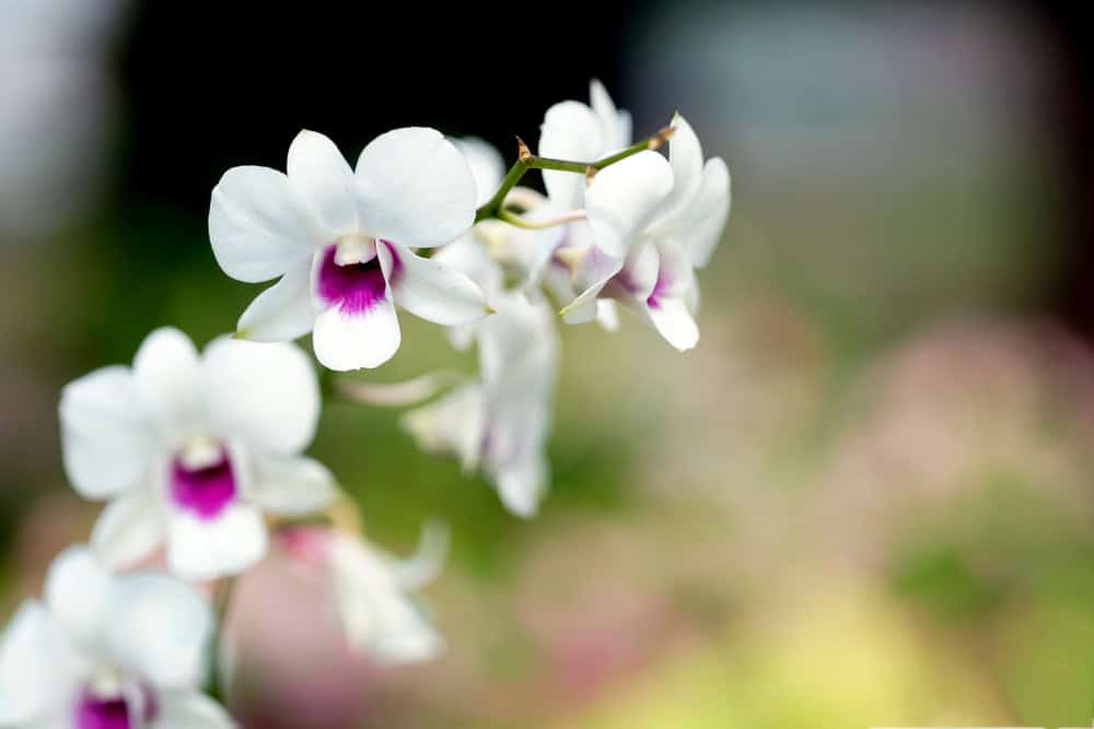 White Dendrobium orchid sprays arranged in a display.