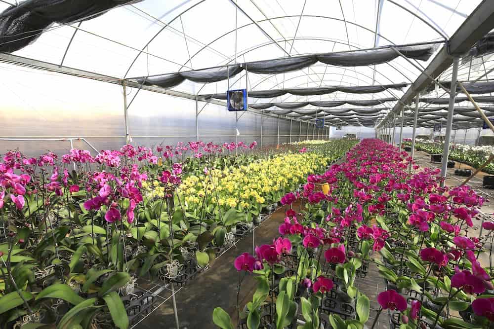 A Thai orchid farm producing fresh cut-flower Mokara varieties