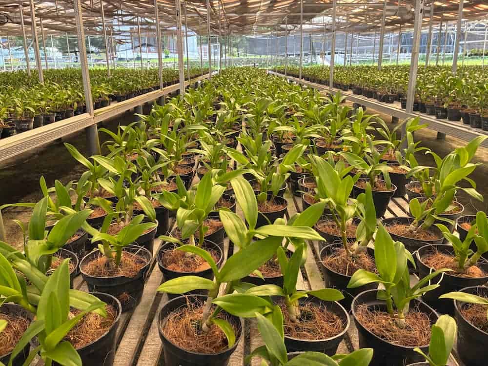 Blooming-size orchids at a Thai orchid farm. Seedlings have some advantages over blooming plants.