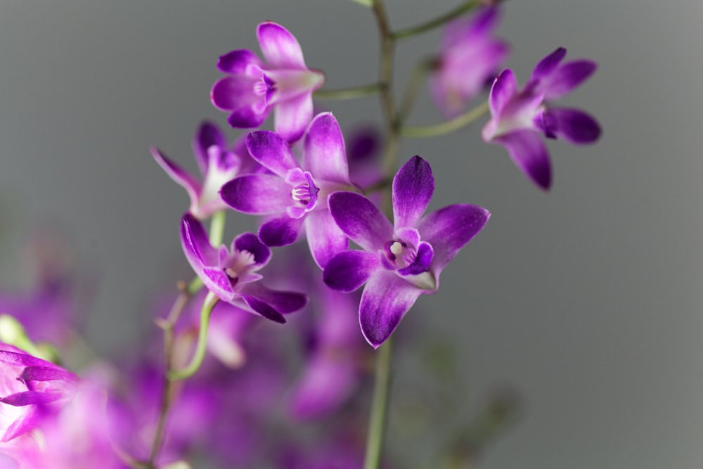 Flowers from a purple fresh Dendrobium orchid