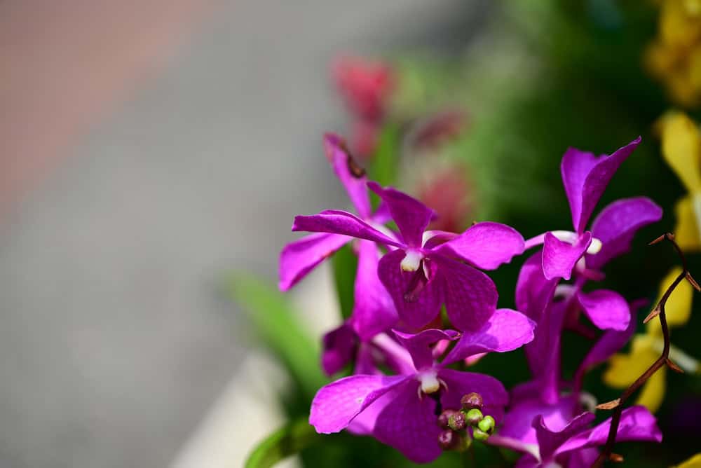 Mokara orchid blooms in purple, a popular color for events