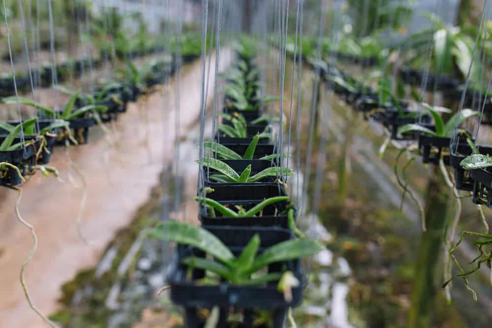Rows of Thai orchid seedlings in small pots at a Nakhon Pathom nursery ready for wholesale export.