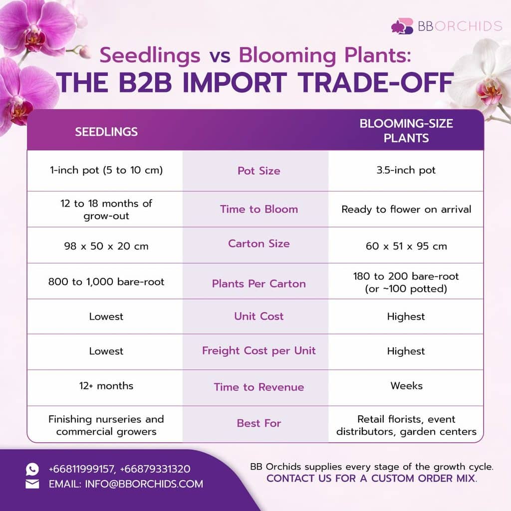 Seedlings vs Blooming Plants- The B2B Import Trade-Off