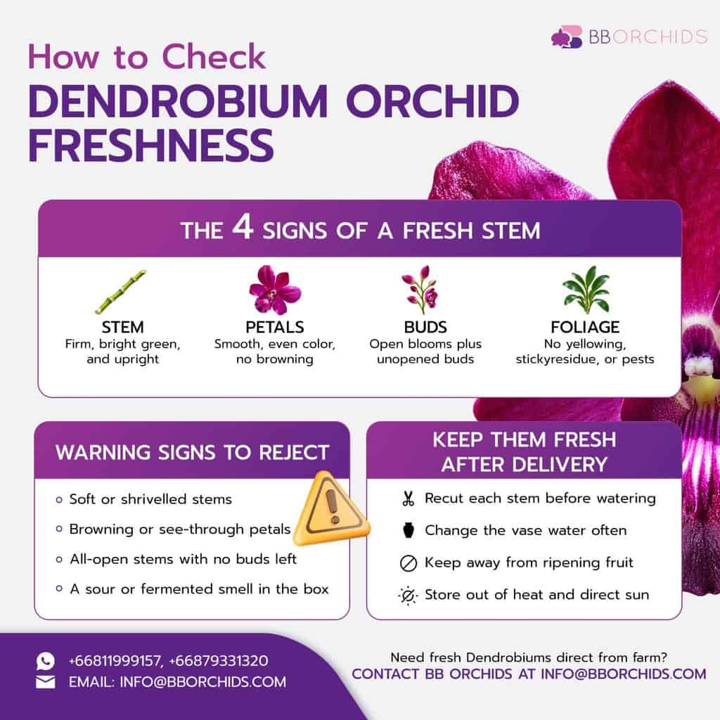 The quality indicators for selecting fresh Dendrobium orchids from Thailand.